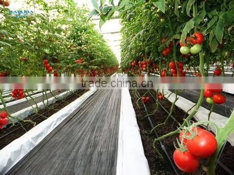 tomato hydroponic greenhouse