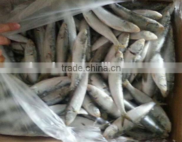 Frozen sardine for bait or for canning factory
