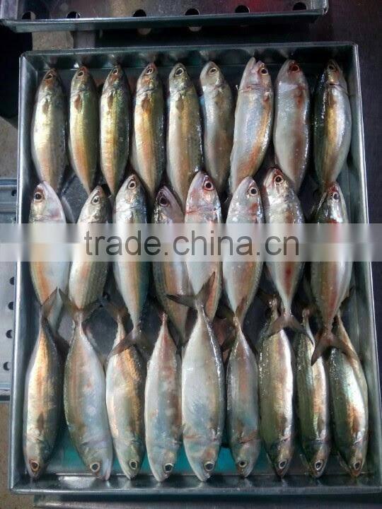 Indian Mackerel