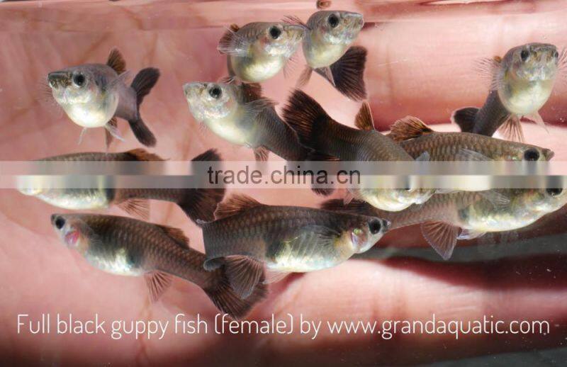 Full black guppy for Freshwater Aquarium fish export company from Thailand