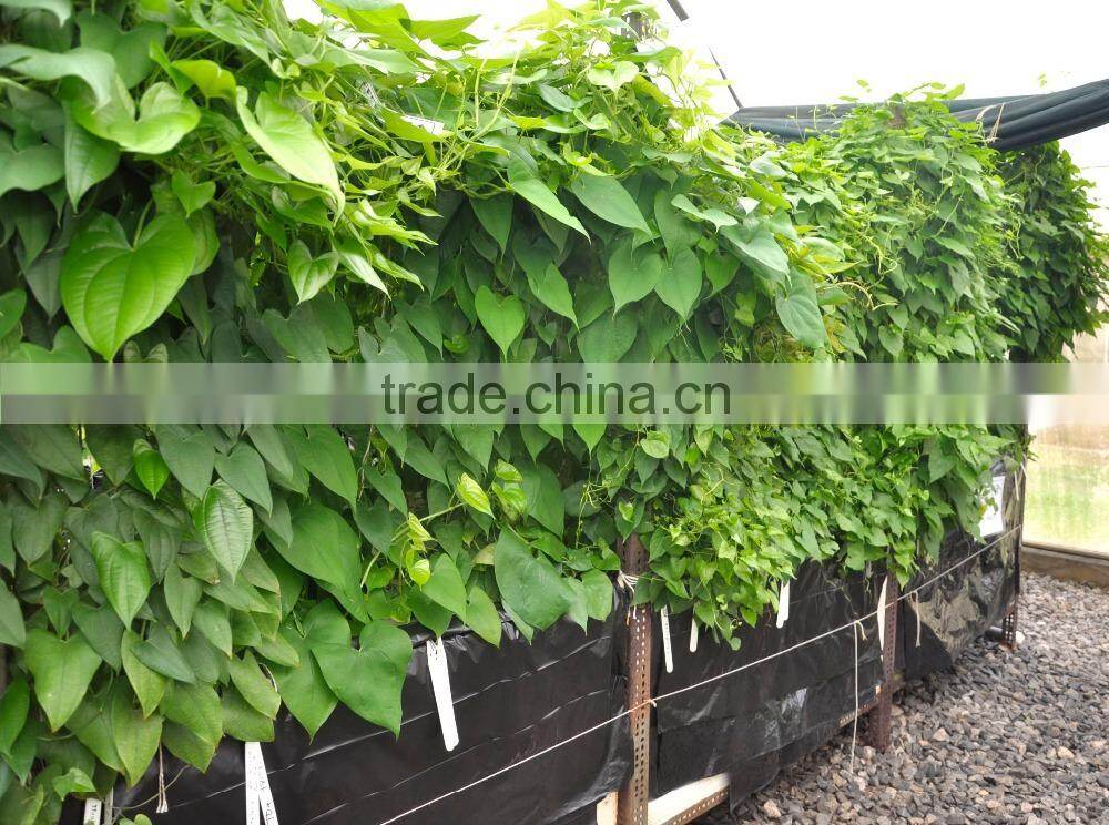 Frozen Purple Yam Tuber from Vietnam