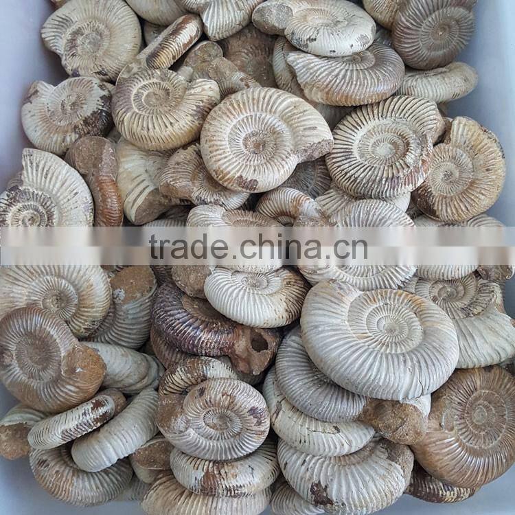 Natural Snail Fossils Ammonite Fossils for Wholesale