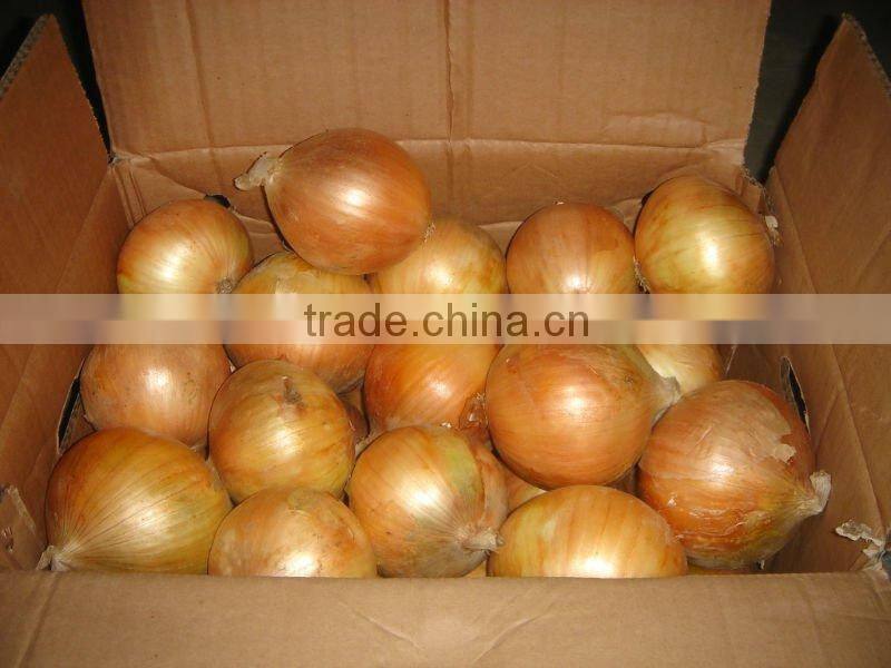 fresh yellow onion supplier