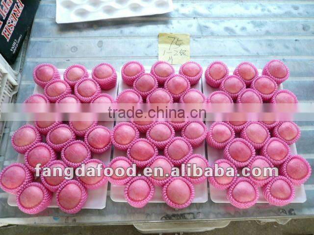 New Crop Fresh Fuji Apple