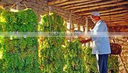 sultana raisin-new crop