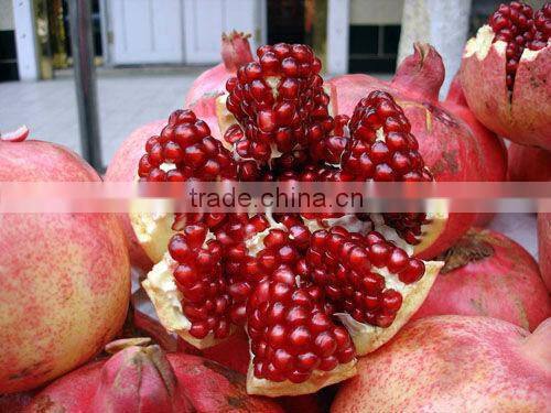GMP Manufacturer Supply Natural Pomegranate Extract with Punicalagin