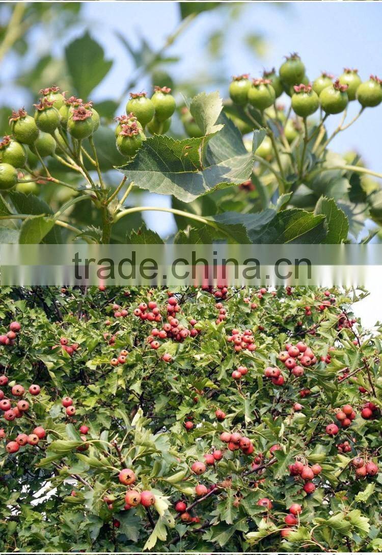 Hawthorn tree seedling