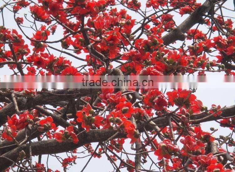 Outdoor plant bombax seedling