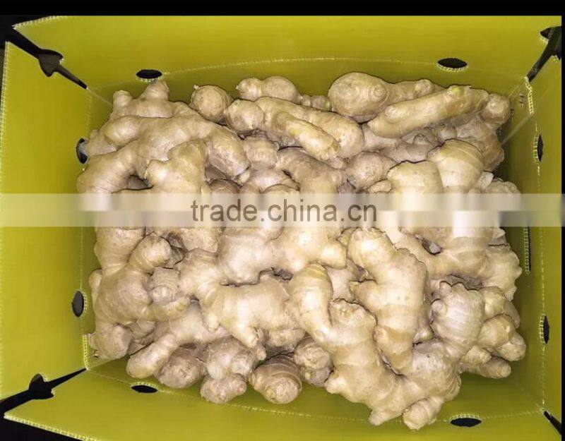 Fresh Ginger supplier