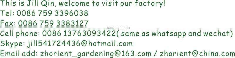 DRACAENA SANDERIANA 10cm-80cm straight lucky bamboo bonsai hot sale in USA market indoor ornamental water aquatic plants