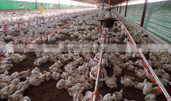 Automatic Chicken Feeding System/Automatic Feeding System For Chicken
