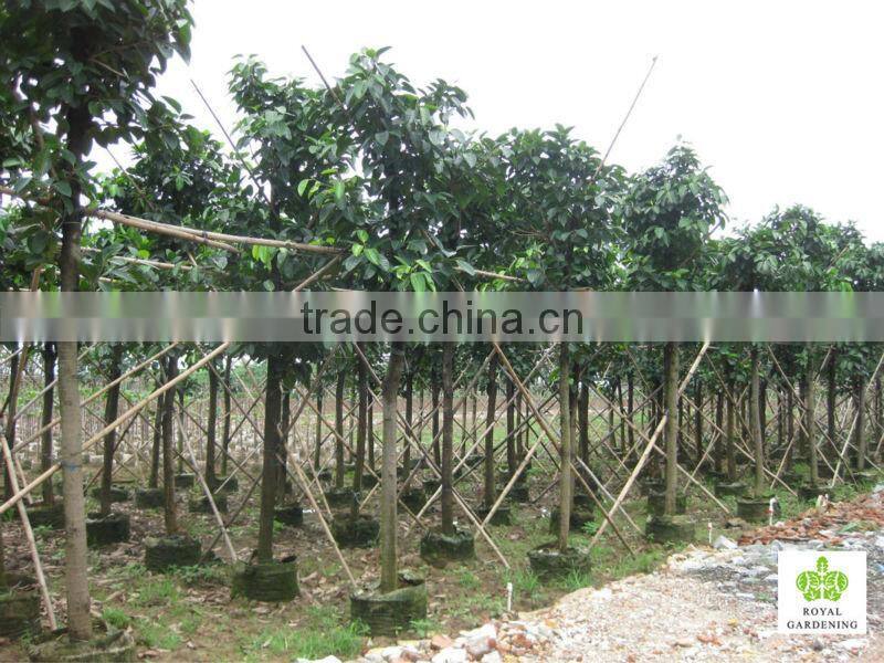 Ficus altissima ( tropical plants) for outdoor plants