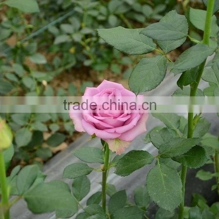 Alibaba china hot-sale cut fresh pink and violet cotton bakers twine