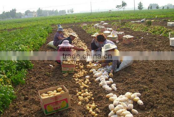 small size fresh potato