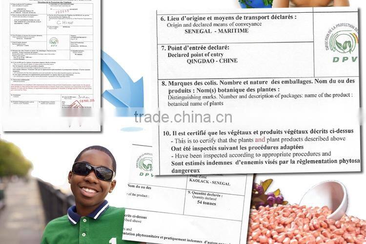 Grade AAA Senegal African Peanut Kernel premium raw blanched in shell red skin peanut butter CPT CIF CFR CHINA WORLD MARKET