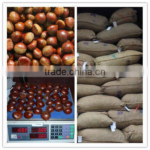 2015 new corp hot sale sweet organic and common fresh chestnuts 30/40 40/60
