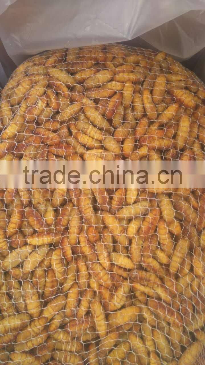 frozen Silkworm chrysails