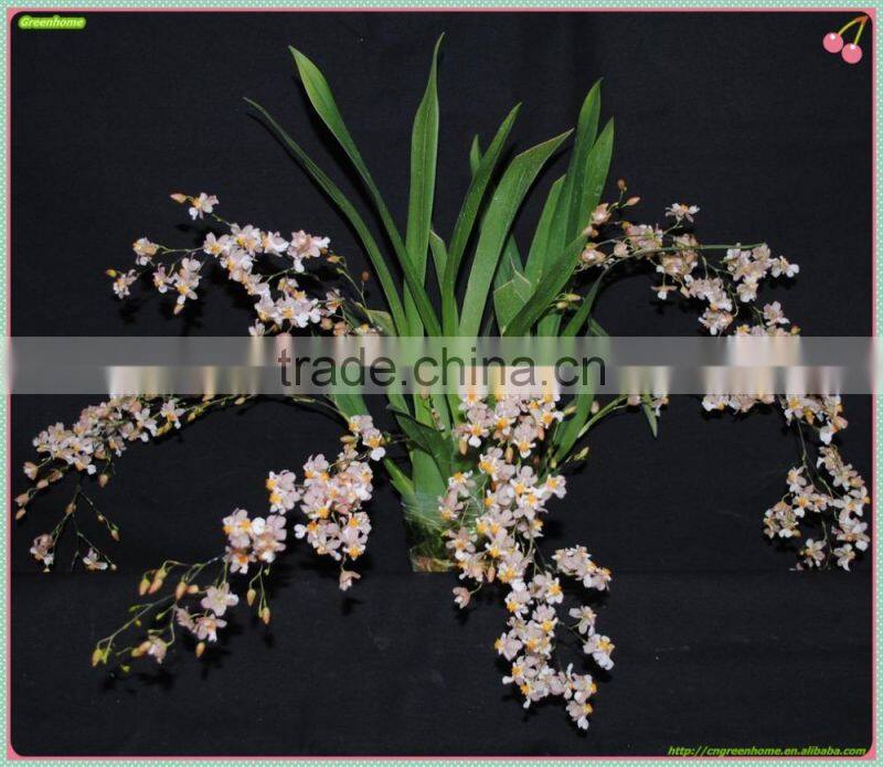 Oncidium orchid