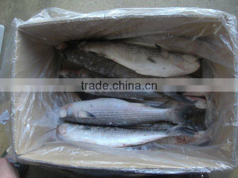 fresh whole round frozen mullet fish