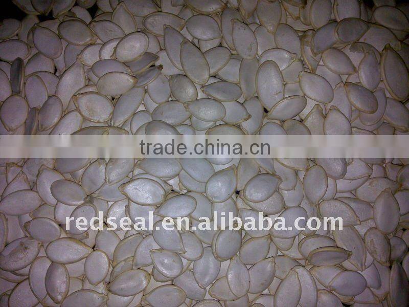 Pumpkin seeds snow white 13mm+