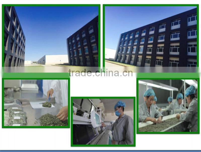 Export Green Pumpkin Seeds Grown without Shell GWS Supplier