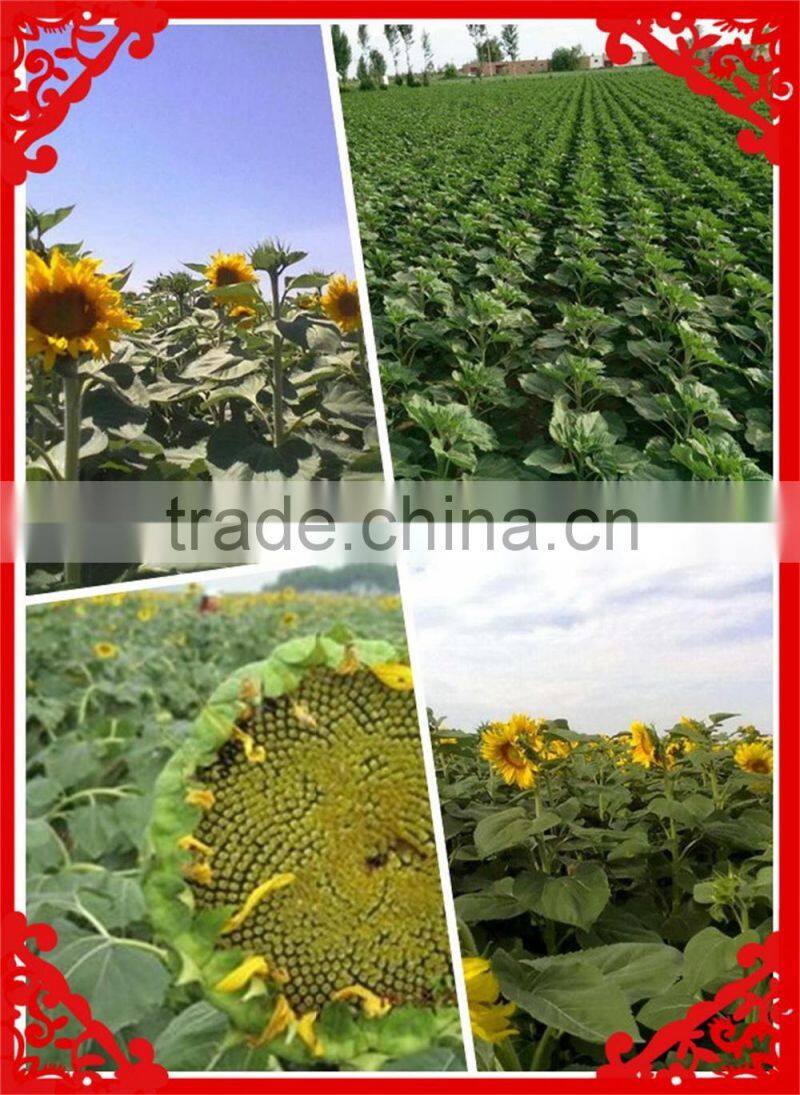 Broken Sunflower Kernel for Bird Feed animal feed