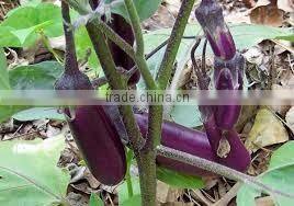 Original Fresh Eggplant made in Viet Nam- best price