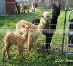Metal Farm Fence / Fence Wire / Farm Fencing (china supplier ISO9001 )