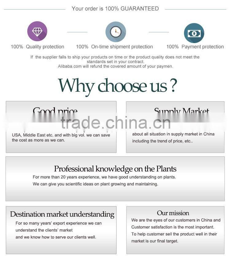 Bonsai sansevieria for living room make the air clean