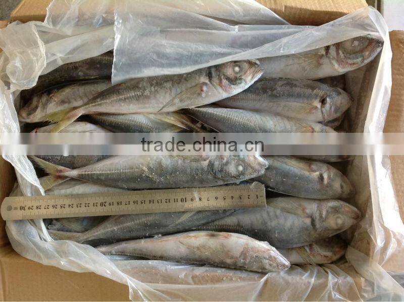 new fishing price 20cm up frozen Horse makerel