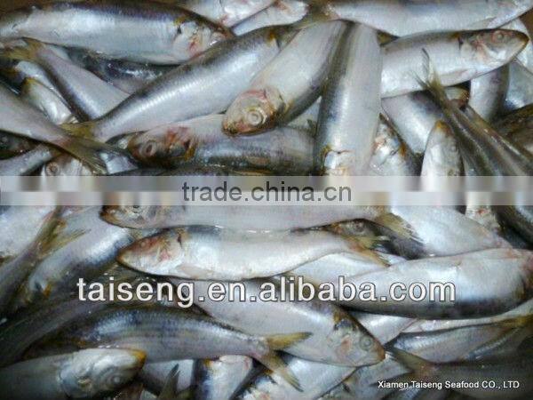 Frozen Canned Sardines Fish