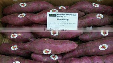Export fresh sweet potato bulk