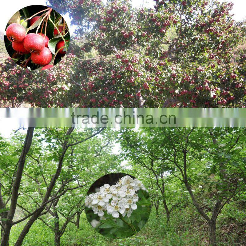 Organic Quicking frozen hawthorn berry fruit
