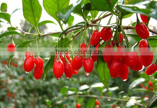 GMP certified organic goji berry all sizes