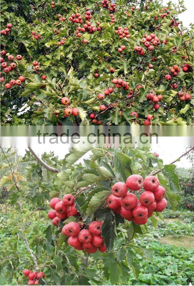 Hawthorn tree seedling