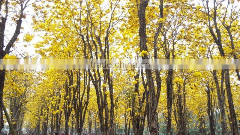 Tabebuia chrysantha