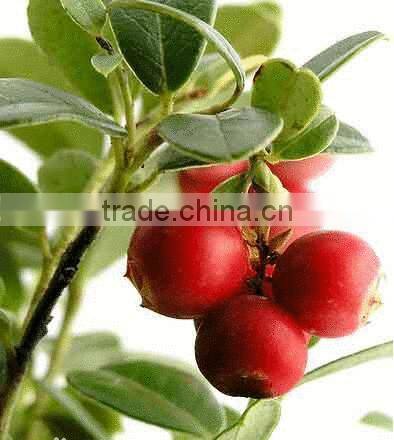 Nice Nutritonal Herbal Extract Cranberry Extract Powder with Anti-oxidant (PAC)Proanthocynidins 5--60%, Anthocyanidins 5-25%