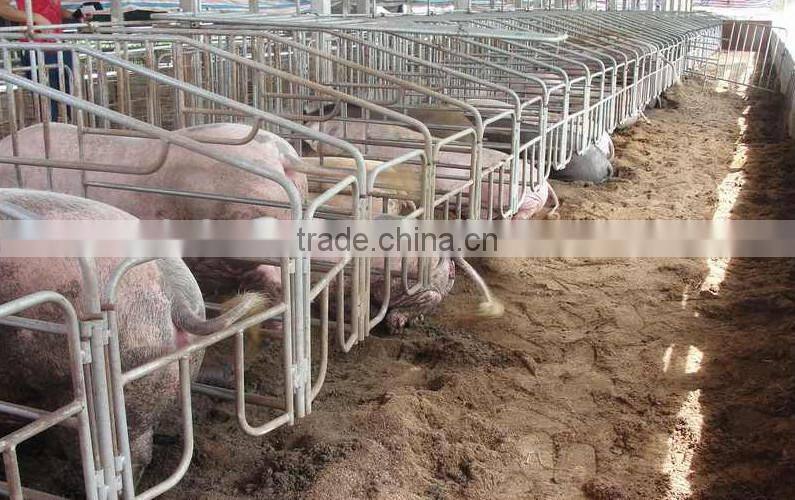 Automatic pig farming equipment for sale