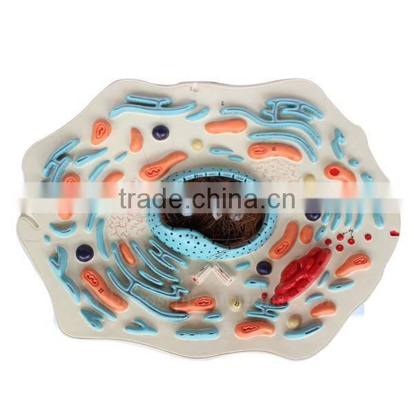 Biological Teaching Aids Plastic Animal Cell Model