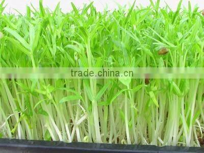 barley bud seedling machine/green grass growing machine/pasture grow machine on sale