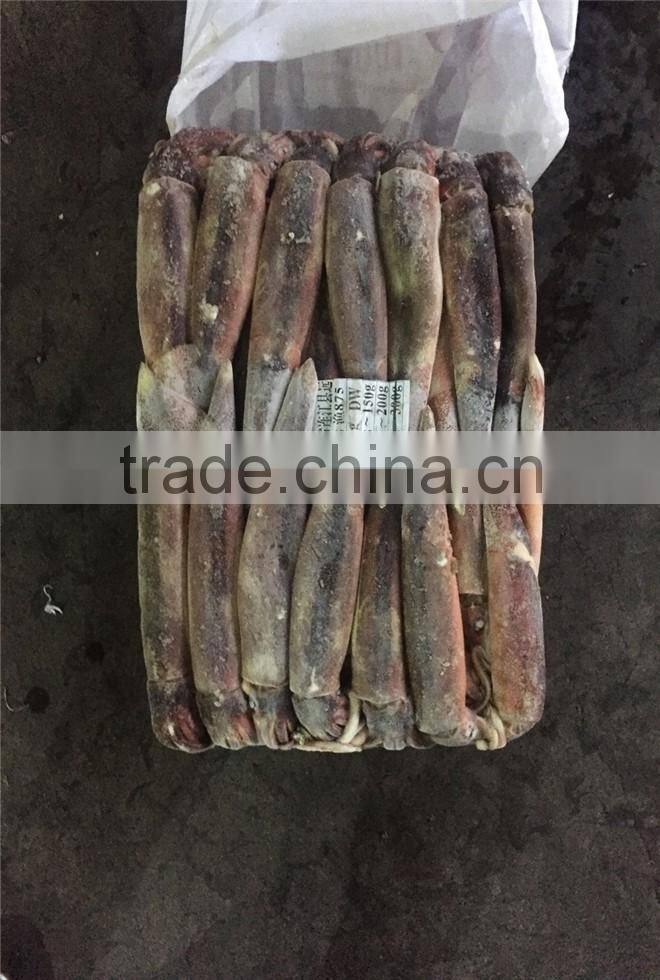 BQF illex argentina/argentinus squid WR