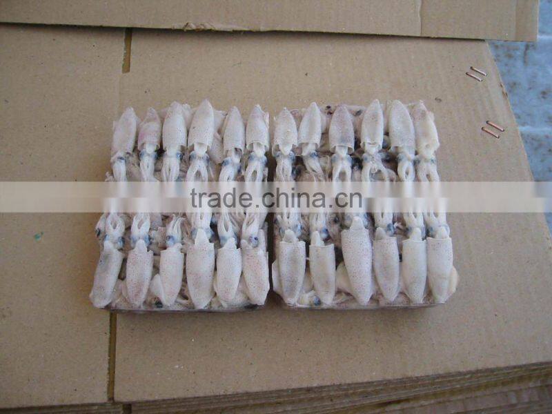 Baby Squid for sale (loligo japonica)