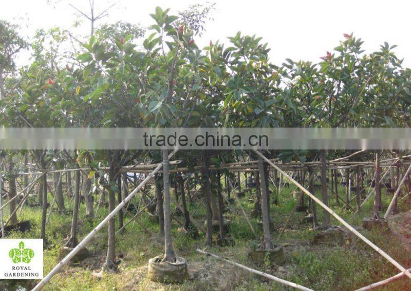 Ficus elastica (rubber fig )