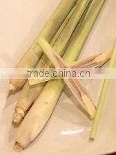 Organic fresh lemon grass Young