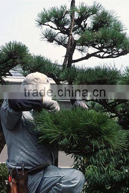 Garden snip scissors Garden tools scissors