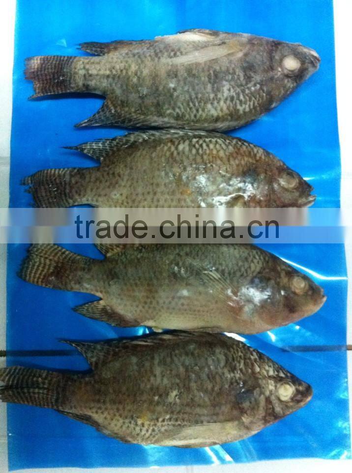 FROZEN BLACK TILAPIA WHOLE ROUND