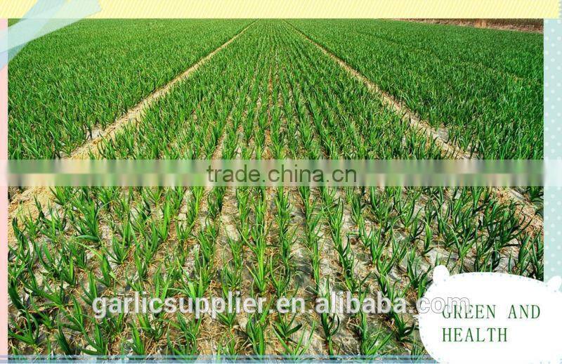 CHINA GARLIC CROP 2015
