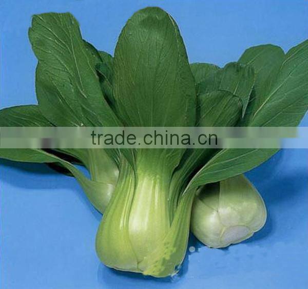 NPK04 Haia F1 best pak choi seeds factory chinese vegetable seeds shanghaiqing