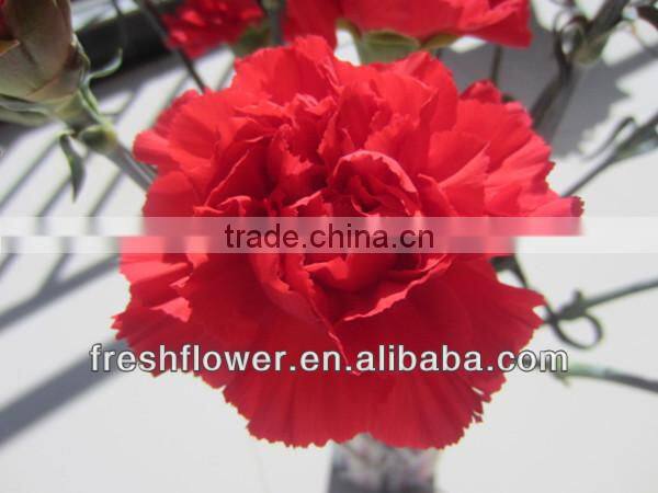 fresh cut carnation flower