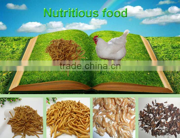 dried mealworms with best quality and reseasonable price
